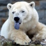 King bear's user picture