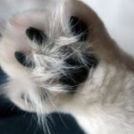 Shekspir's user picture