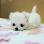 Марфундель's user picture