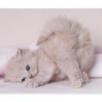 виквиквик's user picture