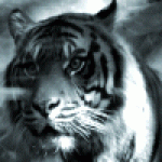 Almen's user picture