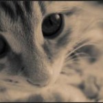 Paper_birD's user picture