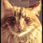 Александра Македонская's user picture